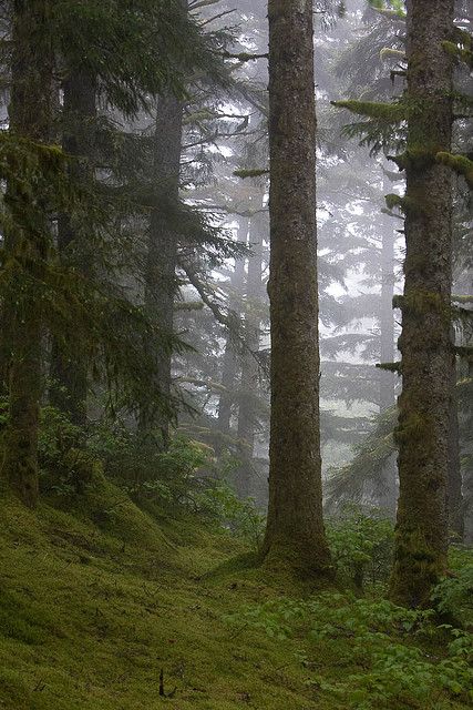 Kodiak - I loved the trees up there like this. Being amongst them was such a peaceful experience. Alaska Forest Aesthetic, Alaska Woods, Alaskan Forest, Alaska Forest, Island Forest, Kodiak Alaska, Kodiak Island, Slow Days, North To Alaska