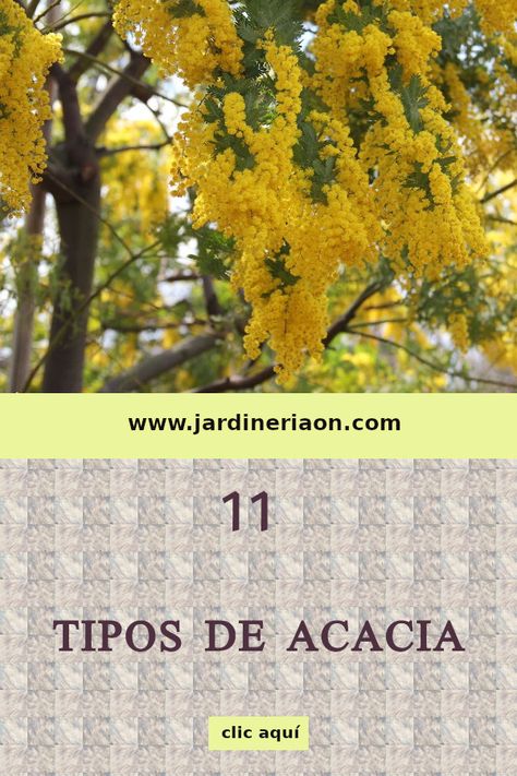 Las acacias son árboles y arbustos de rápido crecimiento que producen flores realmente curiosas. Entra y conoce las 11 especies más populares.  #acacia #arboles #plantas #aromo #arbol #jardin Acacia Baileyana, Acacia Tree, Dry Garden, Outdoor Living, Exterior, India, Plants