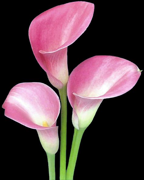 pink calla lillies Pink Calla Lily, Pink Calla Lilies, Martha Graham, Arum Lily, Calla Lily Flowers, Lily Tattoo, Flower Arrangements Simple, Real Tattoo, Calla Lilies