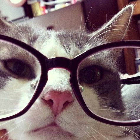 Todo es del color según el color del cristal con que se mire. Cat Wearing Glasses, Cat With Glasses, Hello Kitty Images, Cat Glasses, Silly Cats Pictures, Your Cute, Silly Animals, Cute Animal Pictures, Silly Cats