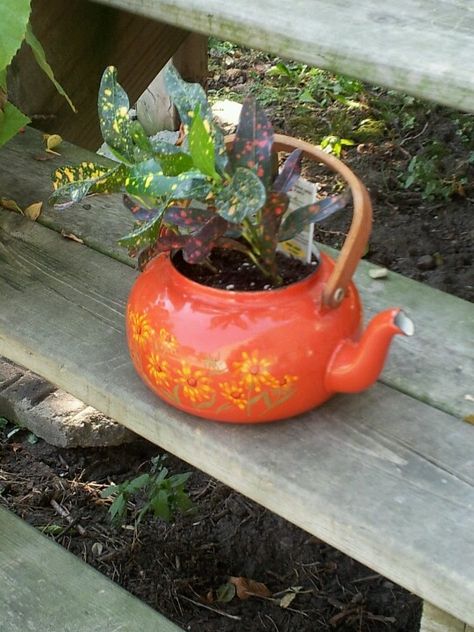 Plant In Teapot, Old Tea Pots, Upcycling Projects, Founders Day, Plant Ideas, Plant Combinations, Upcycle Projects, Pretty Plants, Living Room Decor Apartment