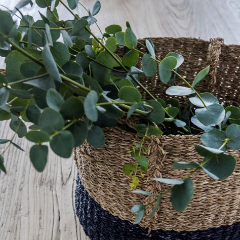 Don’t bother buying a brand new plant - this is how to propagate eucalyptus at home Propagate Eucalyptus, How To Propagate Lavender, Types Of Eucalyptus, Victorian Terraced House, House Makeovers, Rooting Hormone, Australian Plants, Native Australians, Australian Native Plants