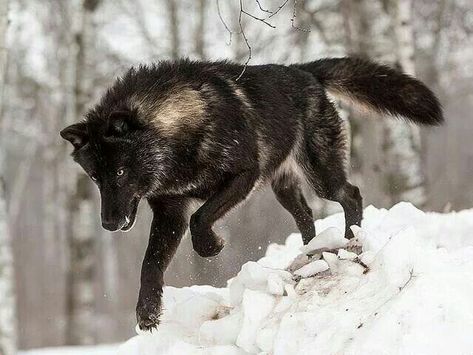 Beautiful Wolves, White Wolf, A Wolf, The Wolf, Wild Animals, Wolves, The Snow, A Dog, The Wild