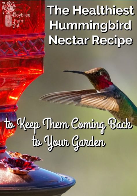 This healthy hummingbird nectar recipe and glass feeders will keep those pretty hummingbirds coming back to your garden year after year. Hummingbird Feeder Recipe, Homemade Hummingbird Nectar, Homemade Hummingbird Food, Hummingbird Habitat, Hummingbird Nectar Recipe, Diy Hummingbird Feeder, Backyard Birds Watching, Backyard Birds Sanctuary, Butterfly Garden Plants