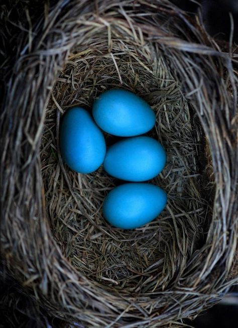 °•ºø°•Lenny•°øº•° Robin Nest, Eggs In A Nest, Robin Eggs, Birds Eggs, Climbing Trees, Earth Song, Bird Nests, Blue Eggs, Bird Eggs