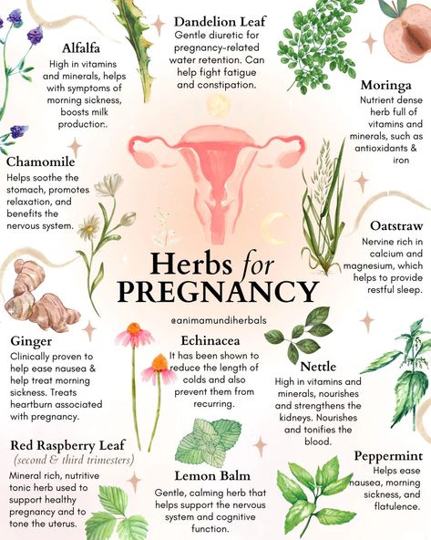 Food Poisoning Remedies, Herbs For Pregnancy, Spiritual Pregnancy, Pregnancy Herbs, Herbs For Women, Womb Healing, Fertility Health, Medical Herbs, Pregnancy Essentials