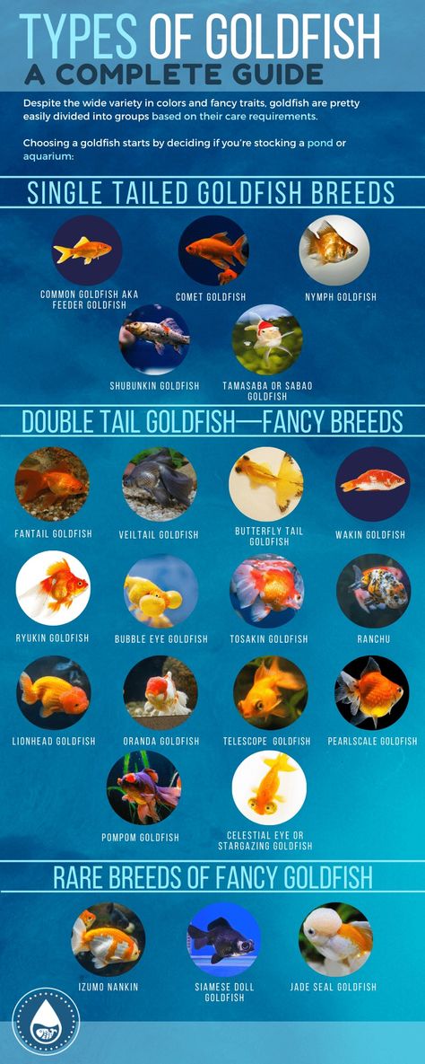 Goldfish Species, Types Of Goldfish, Lionhead Goldfish, Bubble Eye Goldfish, Shubunkin Goldfish, Goldfish Breeding, Ryukin Goldfish, Common Goldfish, Comet Goldfish