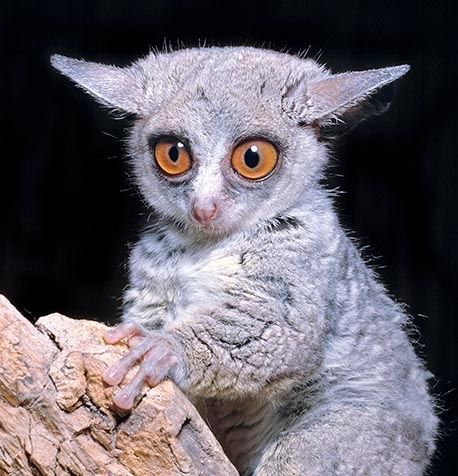 bush baby | Mammalia - Primates | gotta love the expression Tuxedo Cat Facts, Bush Baby, Cutest Animals On Earth, Regard Animal, Slow Loris, Unusual Animals, Weird Animals, Primates, Exotic Pets