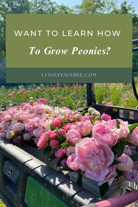 Growing Peony From Cuttings, Peony Garden Ideas, Peonies Garden Flower Beds, Types Of Peonies, Peony Field, Bouquet Tips, Peony Flower Garden, How To Grow Peonies, Grow Peonies