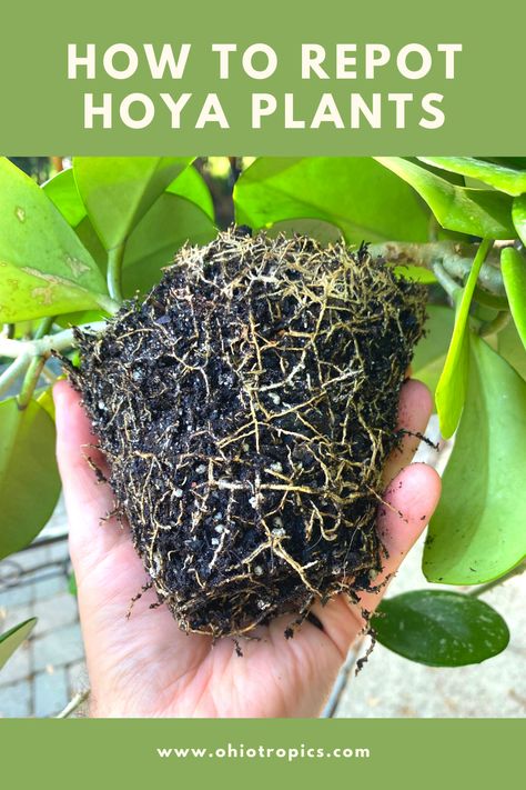 Hoya Plant Care, Ponytail Palm Care, Easy Houseplants, Houseplant Tips, Repotting Plants, Hoya Obovata, Hoya Plant, Wax Plant, Houseplant Care