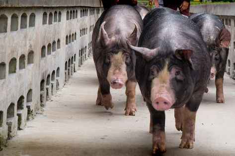 Meat Pig Breeds Hereford Pigs, Large White Pig, Hampshire Pig, Berkshire Pigs, Marbled Meat, Pig Breeds, Raising Pigs, Dark Garden, Selective Breeding