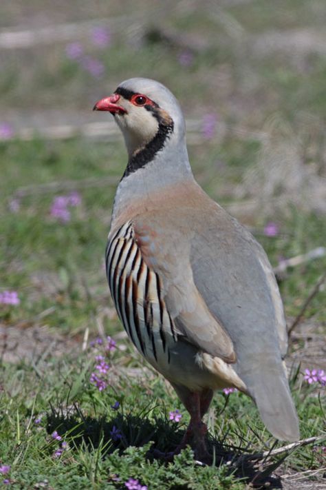 Chukar Partridge, Bird Dog Training, Gamebirds, Canvas Wall Art Living Room, Quails, Bird Poster, Game Birds, Bird Dogs, Wildlife Photos