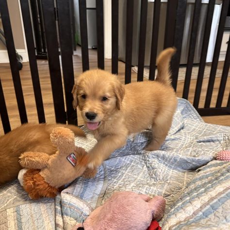 Shelby and Tucker’s Cookie Themed Litter🍪🥠 Just the Boys They are seven weeks old. They are less dependent on mom. Trying out their new found independence. #hollyhillgoldens #golden #retriever #goldenretriever #goldenretrieversofinstagram #goldenretrieverpuppy #goldenretrievers #goldenretrieverlife #goldenretrieverlove #goldenretrieversworld #goldenretrieverpuppies #goldenretrievertoday #North #Carolina #northcarolinamountains #northcarolinabeaches #NorthCarolina #northcarolinaliving North Carolina Beaches, North Carolina Mountains, Golden Retriever Puppy, The Boys, Golden Retriever, North Carolina, Puppies, Dogs, Quick Saves