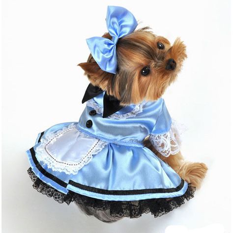 Alice In Wonderland Halloween, Halloween Dog Costume, Cute Dog Costumes, Alice Costume, Puppy Costume, Alice In Wonderland Costume, Wonderland Costumes, Pet Halloween Costumes, Designer Dog Clothes