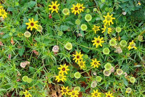 White Genestra Flower, Ligularia Dentata, Mexican Fleabane Daisies, Orlaya Grandiflora, Path Edging, Africa Daisy Flower, Mexican Sunflower, Chocolate Flowers, Easy Care Plants