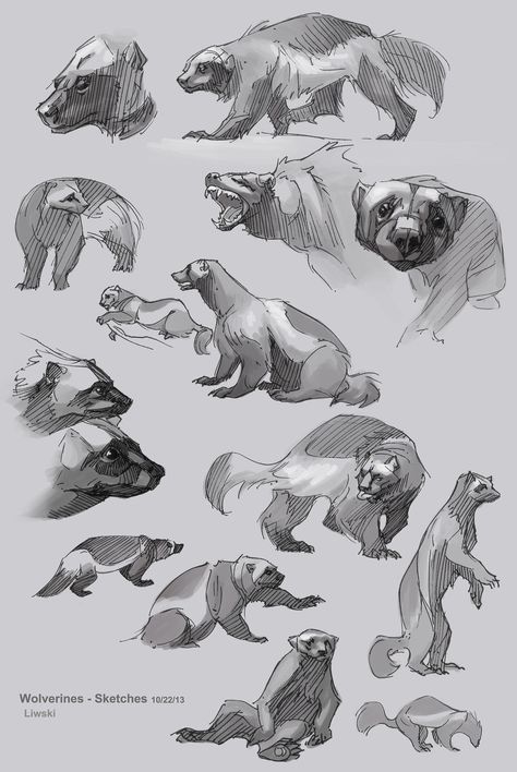 Wolverine Animal, Wolverine Art, Sailor Neptune, Animal Study, Sketch Inspiration, Animal Sketches, Arte Fantasy, Arte Animal, Drawing Practice