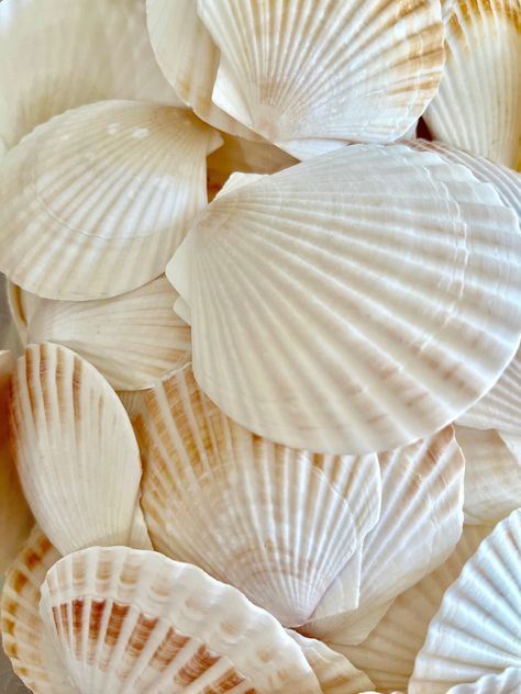 "10 Pecten Shells.  These versatile shells can be used to decorate tables, to make ornaments or on mirrors or picture frames.  They have ridges on one side and the underside is smooth.  They're mostly white with brown accents.   2\" - 3\" Set of 10 Visit the rest of my shop here - http://www.seashellcollection.etsy.com" White Seashell Aesthetic, Sea Shells Aesthetic, Shells Aesthetics, Shells Aesthetic, Shell Aesthetic, Shell Pictures, White Seashells, White Shells, Shells Beach