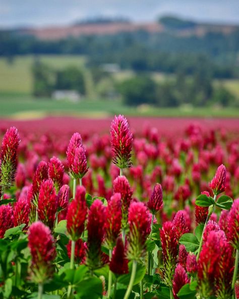 Crimson clover Crimson Clover Aesthetic, Crimson Clover, Blue Castle, Clover Seed, Spring Dance, Plant Wishlist, Prairie Garden, Clover Flower, Cottage Gardens