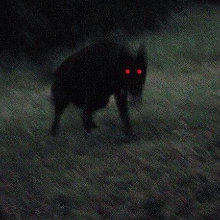 Red Eyes, Black Dog, At Night, Audio, Running, Music, Red, Black