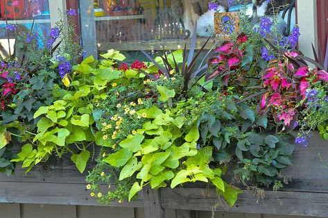 window boxes flowers full sun | Window Box Flowers for Sun