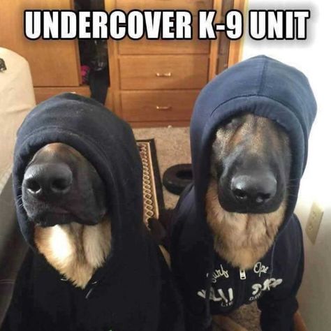 German Shepherd K-9 Unit meme German Shepherd Memes, Puppy Quotes, Funny German Shepherd, German Shepherd Funny, Super Funny Pictures, Funny Memes About Girls, Meme Page, Cat Quotes Funny, Funny Dog Memes