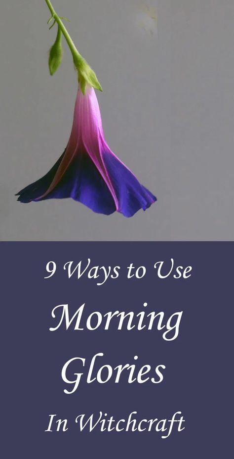 9 Ways to Use Morning Glories in Witchcraft - Moody Moons Morning Glory Magical Properties, Morning Glory Painting, Herb Magick, Witchcraft Rituals, Witchcraft Diy, Morning Glory Seeds, Wicca Recipes, Teas Recipes, Morning Glory Vine