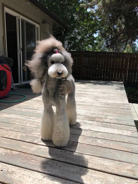 Unique Poodle Haircut, Poodle With Braids, Standard Poodle Haircut Styles, Creative Grooming Poodle, Asian Fusion Standard Poodle, Asian Fusion Poodle, Asian Fusion Grooming Poodle, Standard Poodle Cuts, Giant Poodle