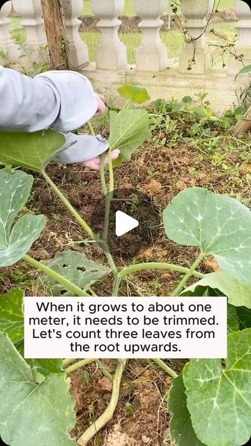 Garden Ideas on Instagram: "Tips for pruning leaves to increase squash yield #gardeningfun #gardening_feature #urbangardening #gardeninguk #gardeningphoto #gardeningistherapy #gardening101 #gardeningisfun #gardeningtime #gardeningday #gardeningproblems #gardeninggoals #gardeningideas #gardeninglove #gardening4pleasure #gardeningtips #gardeningmakesmehappy" Zucchini Garden Tips, When To Plant Butternut Squash, Harvesting Zucchini, When To Plant Garlic Fall, Fall Garden Preparation, Pruning Plants, Farm Nursery, Gardening 101, Garden Veggies