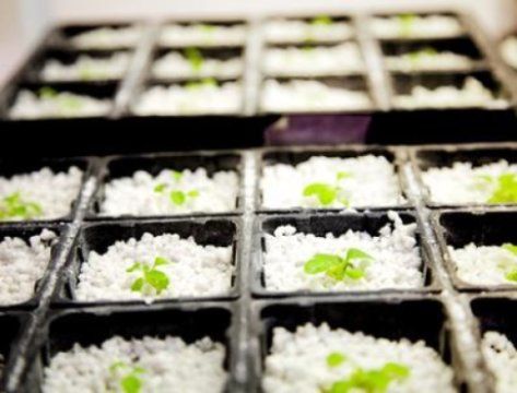 A new study of plants that are reproduced by 'cloning' has shown why cloned plants are not identical. Scientists have known for some time that 'clonal' (regenerant) organisms are not always identical. Now researchers believe they have found out why this is the case in plants: the genomes of regenerant plants carry relatively high frequencies of new DNA sequence mutations that were not present in the genome of the donor plant.  #LVHydro Cloning Plants, Study Of Plants, Best Led Grow Lights, Dna Sequence, Led Grow, Led Grow Lights, Grow Lights, Scientists, Indoor Plants