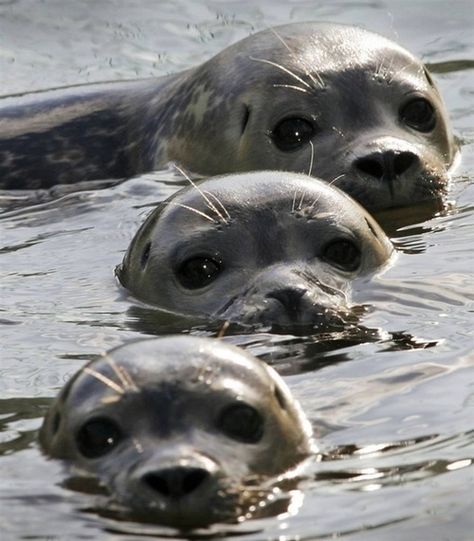 Wild Kingdom, Baby Seal, Ehlers Danlos, Water Animals, Marine Mammals, Animal Planet, Animal Photo, Sea Animals, 귀여운 동물