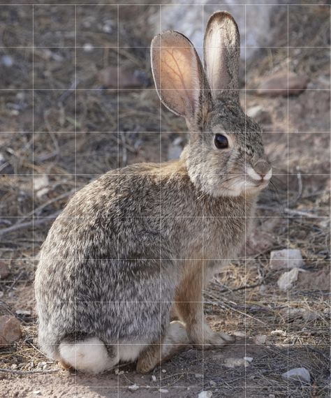 Desert Cottontail Rabbit Antelope Jack Rabbit, Desert Cottontail Rabbit, Desert Cottontail, Californian Rabbit, California Rabbit Breed, Cottontail Rabbit, Animal Ideas, Little Critter, Watercolor Pencils