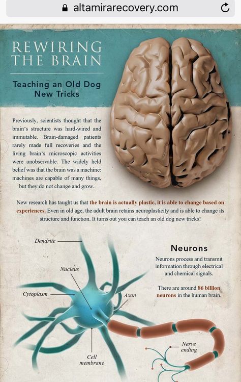 Flight Mode, Brain Surgeon, Brain Structure, Brain Facts, Brain Anatomy, The Human Brain, Brain Science, Medical Knowledge, Human Brain