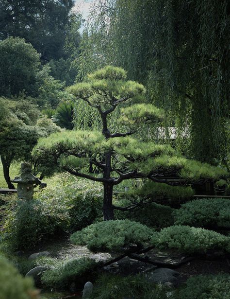 . Japanese Black Pine, Japanese Style Garden, Japanese Zen Garden, Japan Garden, Garden On A Hill, Japanese Garden Design, Asian Garden, Meteor Garden 2018, Garden Trees