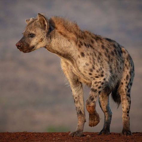 Spotted Hyena (Crocuta crocuta) / Hyène tachetée / Image by Ortwin Khan from 500px Hyena Reference Photo, Spotted Hyena Aesthetic, Hyenas Aesthetic, Spotted Hyena Art, Hyena Side Profile, Spotted Hyena Photography, Hyena Side View, Hyena Photo, Cave Hyena