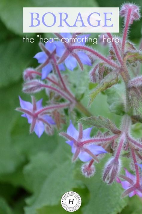 Borage - The "Heart Comforting” Herb | Herbal Academy | Every wondered about borage? If so, learn some fun ways to use it here! Borage Medicinal Uses, Borage Uses, Herb Identification, Witchy Herbs, Edible Flower Garden, Health Remedy, Learning Herbs, Herb Guide, Herbal Academy