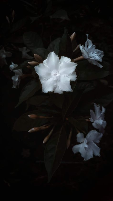 Lovely dark flower wallpaper Dark Flower Wallpaper, Prozac Nation, Wet Flowers, Dark Spring, It’s A Wonderful Life, Dark Beach, Dark Forest Aesthetic, Flowers Dark, Sleep Token