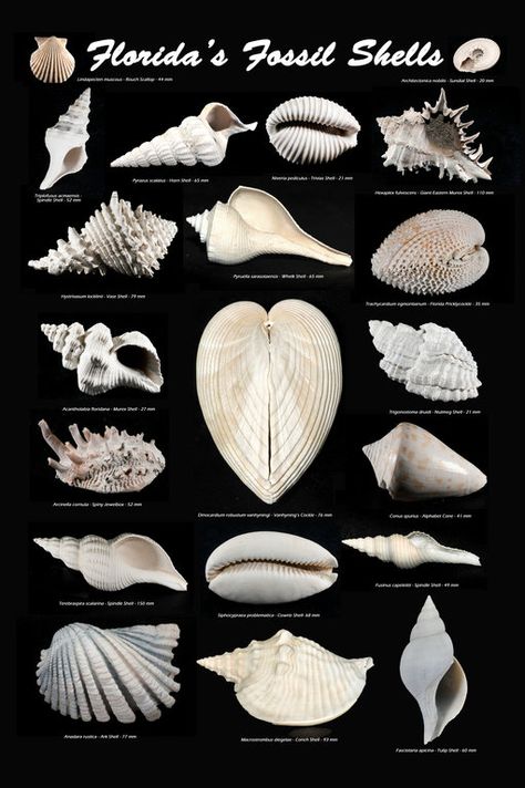 Seashell Identification, Florida Seashells, Sea Shells Diy, Types Of Shells, Fossil Hunting, Ocean Treasures, Sea Crafts, Shell Crafts Diy, Sea Glass Beach