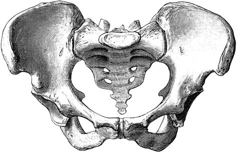 Pelvis | Female Pelvis | ClipArt ETC Female Pelvis Tattoo, Pelvis Drawing Anatomy, Pelvis Sketch, Female Pelvis Drawing, Pelvis Bone Tattoo, Hip Bone Drawing, Female Pelvis Anatomy, Pelvis Drawing, Skeleton Pelvis