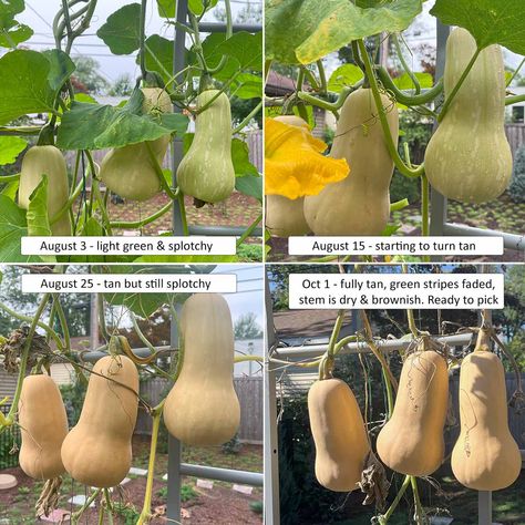 3 signs on when to harvest butternut squash from your garden Growing Butternut Squash, Freezing Veggies, Growing Squash, Vege Garden, Vining Plants, Herbal Tea Garden, Vine Trellis, Easy Vegetables To Grow, Growing Veggies