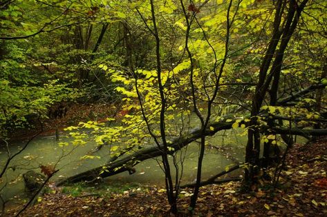 Sherrardspark Wood is a 185-acre site in Hertfordshire. It is an ancient woodland consisting mainly of sessile oak and hornbeam. Sessile Oak, British Woodland, Ancient Woodland, Drawing Body Poses, Body Poses, Country Roads, England, Forest, Road