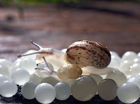 The roman snail - Wall Street International Snail Caviar, Roman Snail, Snails Recipe, Snail Farming, Kingdom Animalia, Secret Recipe, French Food, Wine Recipes, Italian Recipes