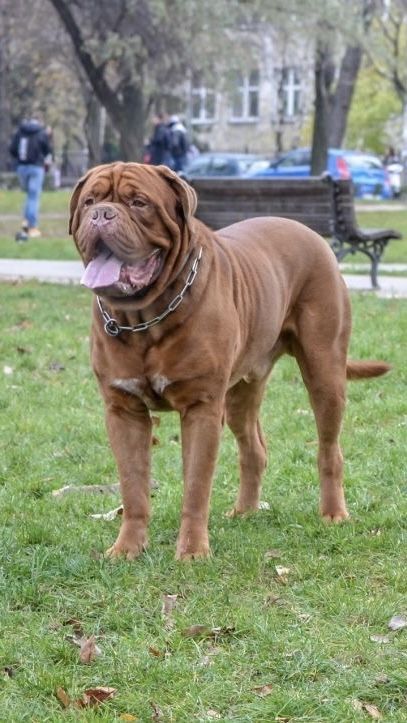 French Mastiff Puppies, French Mastiff Dog, Bordeaux Dog, Guard Dog Breeds, Mastiff Breeds, Dog Run, Giant Dog Breeds, French Mastiff, Mastiff Puppies