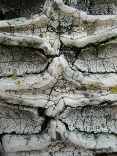 Bone Texture, Natural Structures, Animal Bones, Art Carved, Dark Matter, Skeletal, Abstract Nature, Surface Textures, Patterns In Nature