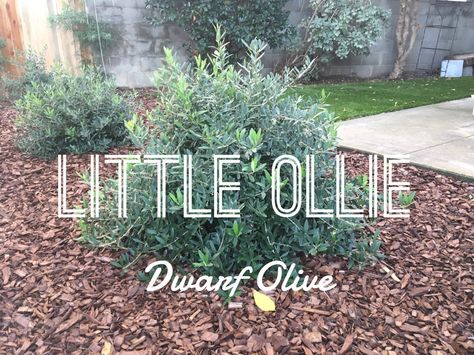 Let’s learn about some awesome plants – Little Ollie Olive Tree - Oh The Places You'll Grow Mediterranean California Landscape, Little Ollies Landscaping, Sweet Olive Bush, Backyard Landscaping Mediterranean, Sweet Olive Tree Landscaping, Olive Tree Privacy Screen, Mediterranean Curb Appeal, Olive Bush Landscaping, Drought Tolerant Trees California