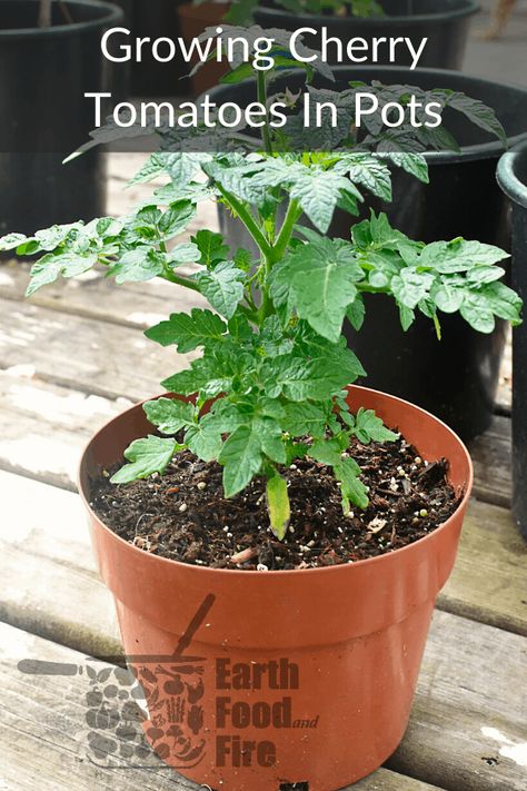 Learn everything you need to know about growing cherry tomatoes in pots. From container size to watering and feeding, this guide to growing cherry tomatoes has you covered. #gardening #containergardening #cherrytomatoes #tomatoes Cherry Tomato Plants In Pots, How To Grow Cherry Tomatoes In A Pot, Growing Cherry Tomatoes In Pots, Tomato Container Gardening, How To Grow Cherries, Growing Cherry Tomatoes, Tomatoes In Pots, Tomato Support, Planting In Clay