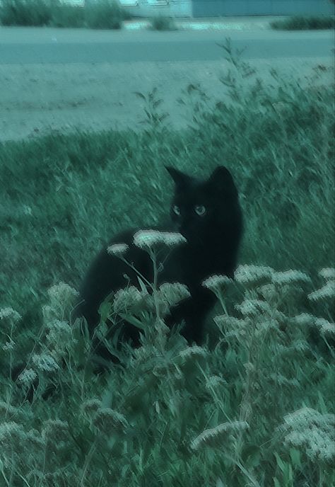 Lukisan Landskap, 숲 사진, Black Cat Aesthetic, Dark Fairycore, Výtvarné Reference, Dark Green Aesthetic, Silly Cats Pictures, Gambar Figur, A Black Cat