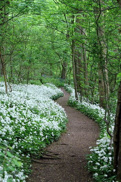 Paint Scenery, Garden Fence Design, Indigo Ridge, Fence Design Ideas, Forest Garden, Woodland Garden, Garden Fence, Butterfly Garden, Shade Garden