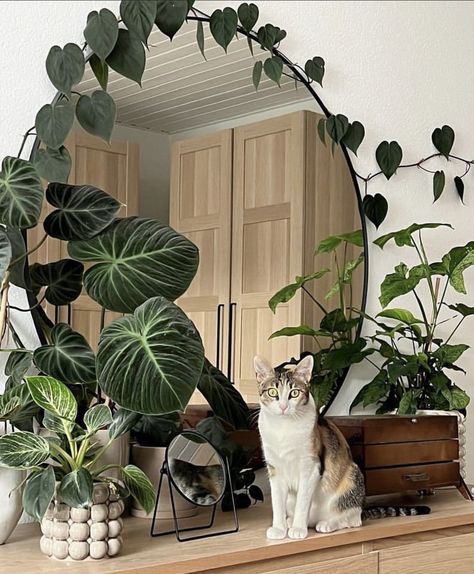 Indoor Plants Decor Living Room, Indoor Plants Styling, Plant Mama, Trendy Plants, Cat Plants, Plant Decor Indoor, Bedroom Plants, Plant Aesthetic, House Plants Decor