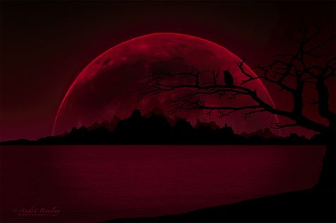 Red Moon Wallpaper, Not Appreciated, Scary Photography, Computer Theme, Modern Vampires, Red Aesthetic Grunge, Dark Red Wallpaper, Full Moon Night, Certificate Design Template