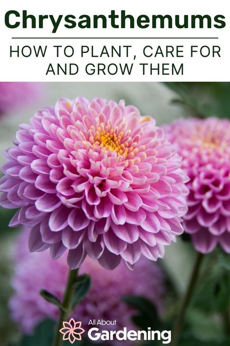 The chrysanthemum is one of the most popular flowers in the entire world. In this article, our flower expert will walk through how to get the best results when you plant, grow, and care for chrysanthemums in your garden. Come check it out! Chrysanthemum Garden Ideas, Growing Chrysanthemums, Minnesota Gardening, Crysanthemum Flower, Chrysanthemum Care, Chrysanthemums Flower, Iris Flowers Garden, Chrysanthemum Growing, Outdoor Therapy